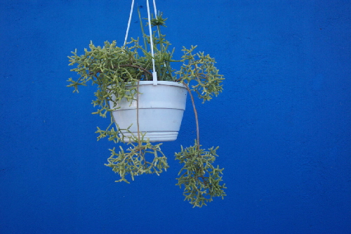 rhipsalis cereuscula